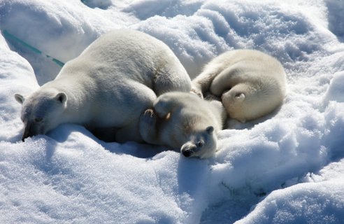 polar-bears.jpg.492x0_q85_crop-smart