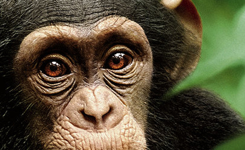 chimpanzee
